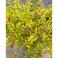 seiont nurseries ltd