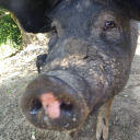 holly farm buxted limited