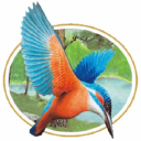 kingfisher decorators limited