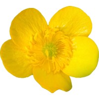 shepherd heights limited