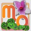 mountain orchid limited