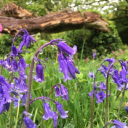 ruth saunders limited