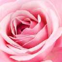 wedd wholesale florists ltd