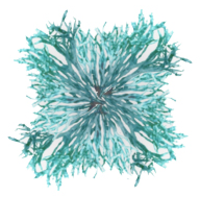 usnea services limited