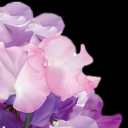 petal productions ltd