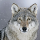 wolf finance limited