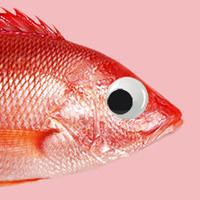 snapper films limited