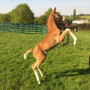 chess valley limited