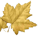 maple ridge homes limited