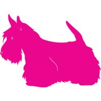 pink scottie ltd