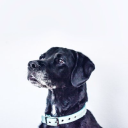 express pet supplies limited