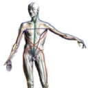 soft tissue therapy limited