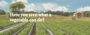 ark food's ltd