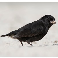 darwin-finch limited