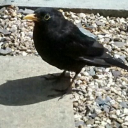 sytche camping limited