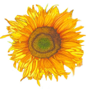 the sunflower project ltd