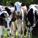 creedy associates ltd