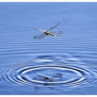 dragonfly transforms ltd