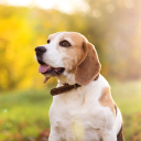 causeway coast dog rescue limited