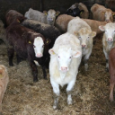 a.k. stoddart limited