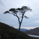reforesting scotland