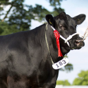 glenrinnes farms limited