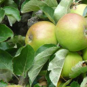 people and land limited