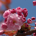 helensburgh tree conservation trust