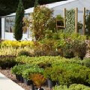 damhead nursery limited