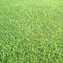 angus horticulture limited