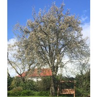 dalserf consulting limited