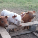 whitmuir organics limited