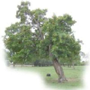 orchard revival ltd