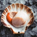 sea harvest scotland ltd.