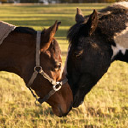 edinburgh livery limited
