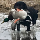 greenhead homes limited