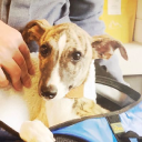 parcel of rogues ltd